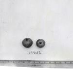 Click for 1 image(s) for this accession. FRUIT